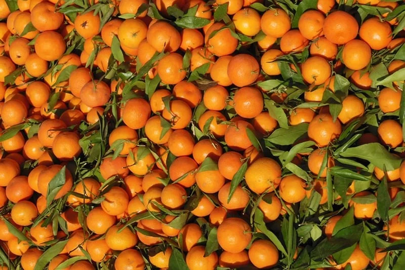 mandarines1